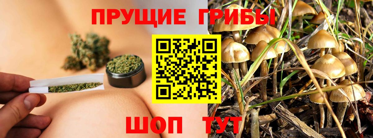 Псилоцибиновые грибы Psilocybine cubensis Кирово-Чепецк